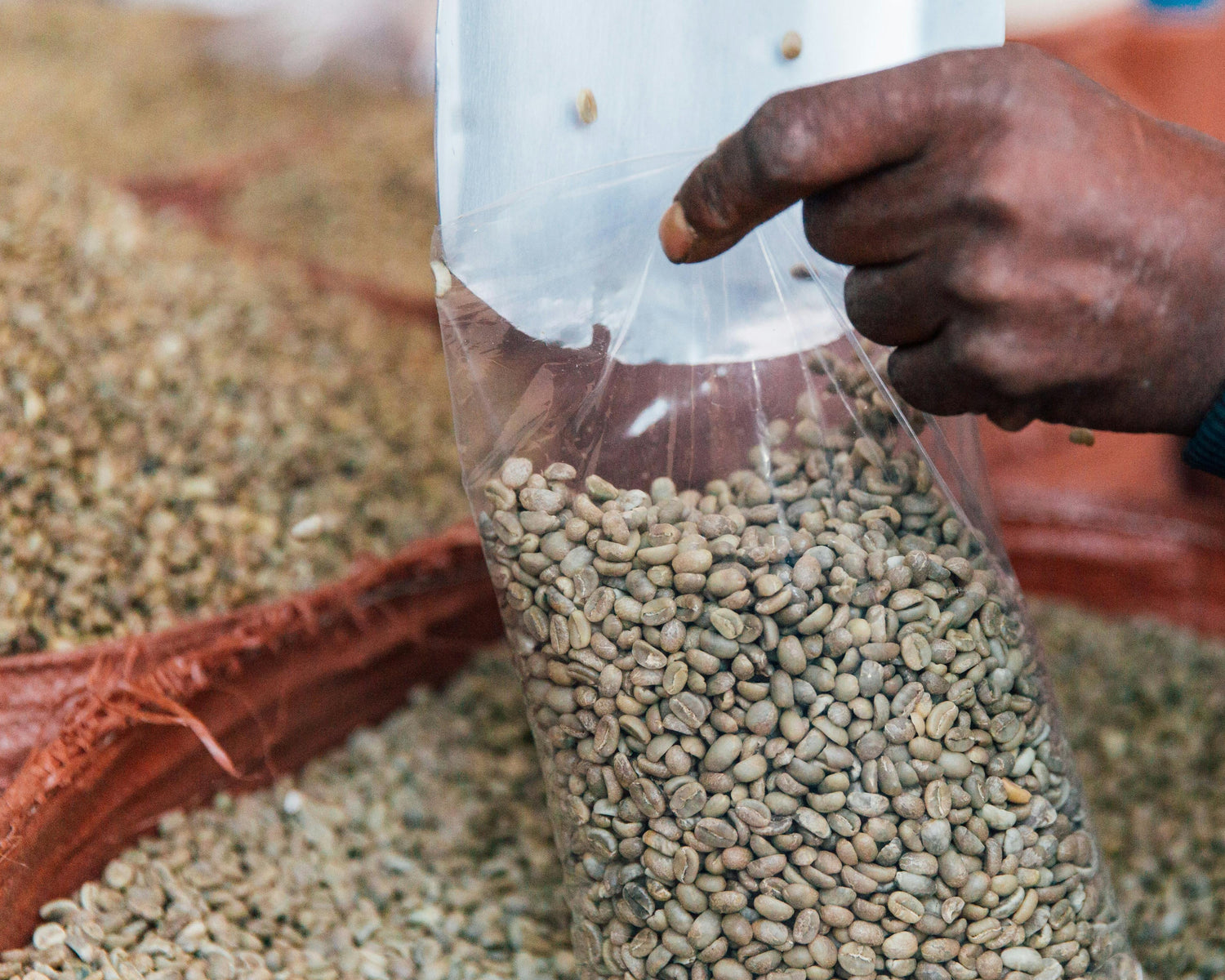 Hand holding a clear plastic bag filled with green coffee beans over a pile of coffee beans.